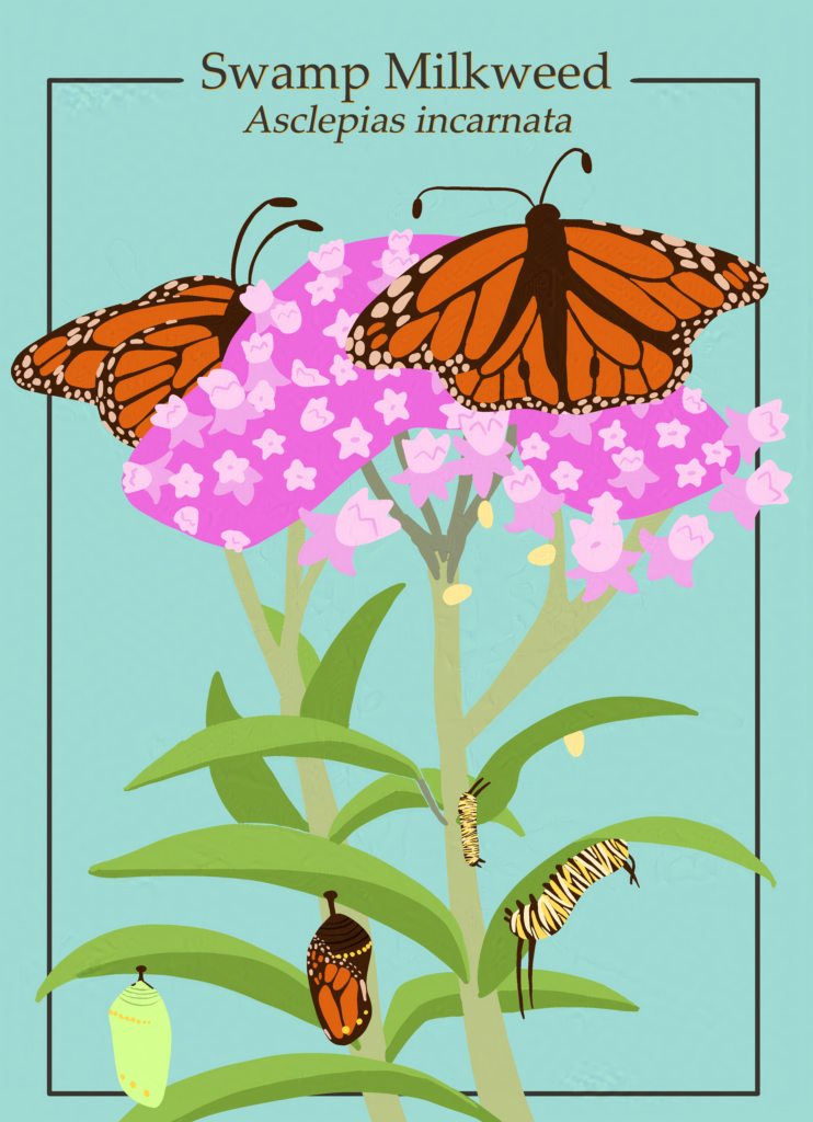 Swamp Milkweed Border BG Color-nightshade-intensity-LOW-V1